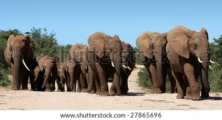 Family herd of African elephants on the move