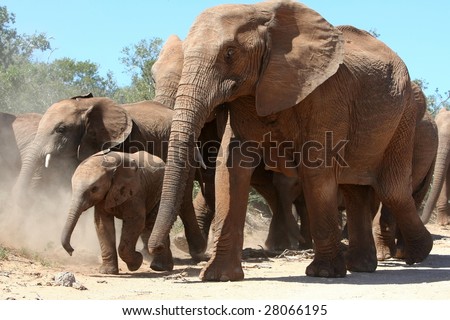 African elephant mother and baby moving with the herd