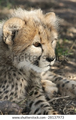 Baby cheetah cub with typical fluffy fur