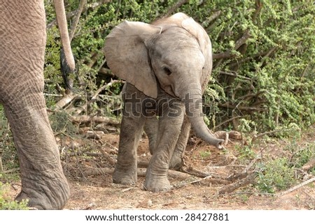 Cute baby African elephant standing behind it\'s mothers tail