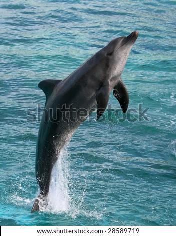Dolphin jumping out of the blue water