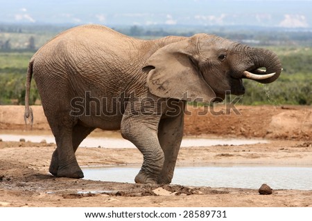 African elephant drinking water at a waterhole