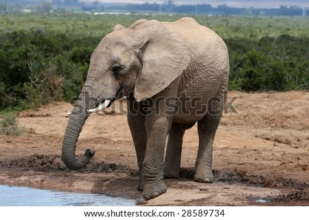 African elephant standing at a waterhole in Addo National Park