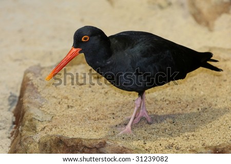 Oyster Bird