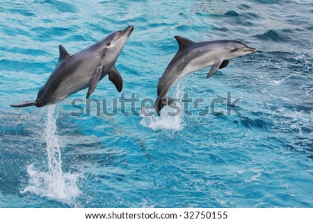 Bottlenose dolphins jumping out of the clear blue water