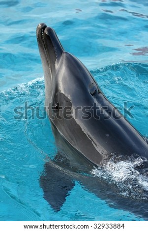 Handsome bottlenose dolphin looking out of the blue water