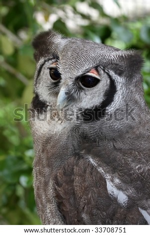 Verreaux\'s eagle-owl or Giant eagle owl with characteristic pink skin above eyes