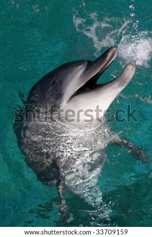 Bottlenose dolphin with open mouth and head out of blue water