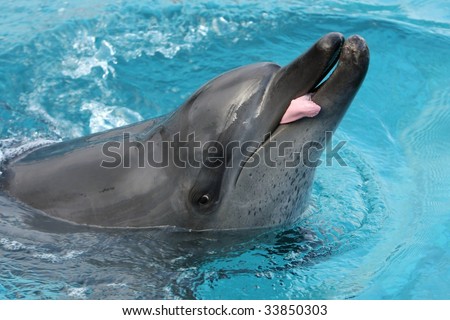 Dolphin with it\'s pink tongue sticking out the side of it\'s mouth