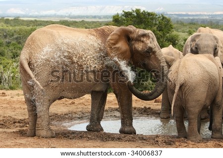 African elephant spraying water with it\'s trunk to cool off