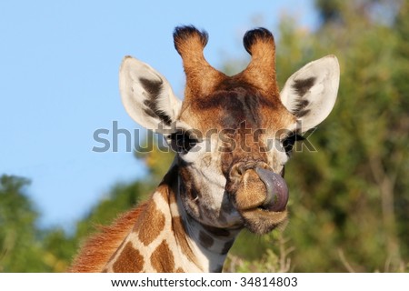 Giraffe Licking Ear