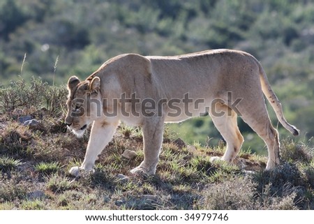 Female lion or lioness stalking in lake afternoon sun.