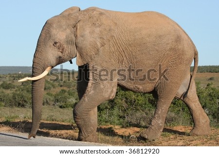 Large African elephant in a game reserve in South Africa