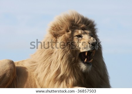 White lion male growling and showing huge teeth