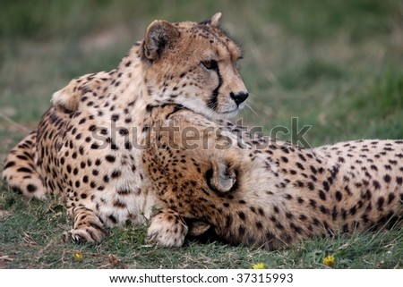 Two friendly cheetah wild cats grooming each other