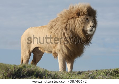 Mane Lion