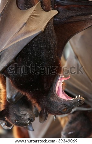 Large fruit bat with it\'s mouth wide open in a yawn