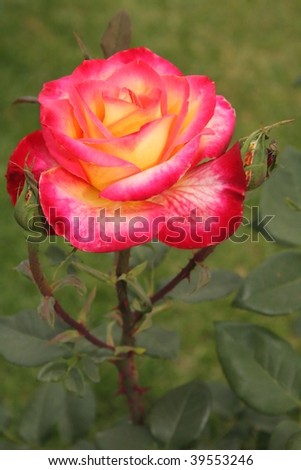 Beautiful pink and yellow rose flower or bloom