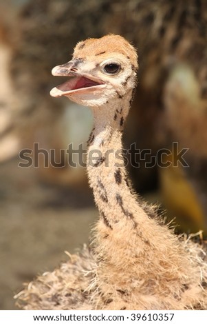 Baby ostrich chick in the African heat with beak open to cool down