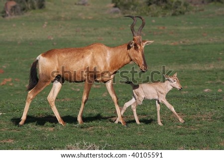 New born baby Red Hartebeest antelope running with it\'s mother