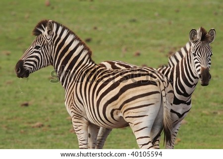 Two plains zebras, one with water dripping from it\'s mouth