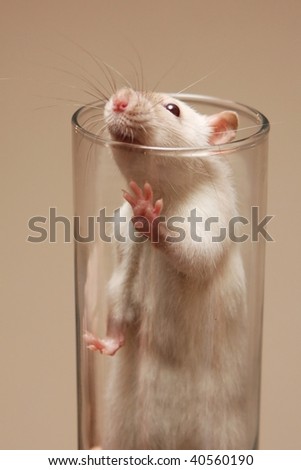 Pet White Rat