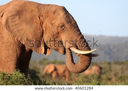Big male African elephant with it's trunk in it's mouth