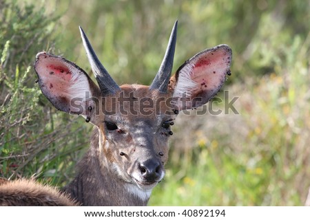 Bushbuck with lots of swollen ticks on it\'s face