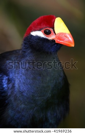 Portrait of the striking Violet Turaco bird from West Africa