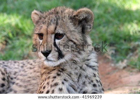 Baby Cheetah Pictures on Portrait Of A Cute Baby Cheetah With Large Brown Eyes Stock Photo