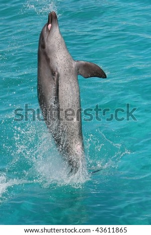 Bottlenose dolphin jumping out of the blue water and showing tongue