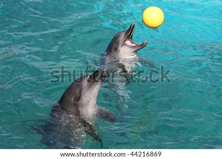 Two bottlenose dolphins enjoying a game with a yellow ball