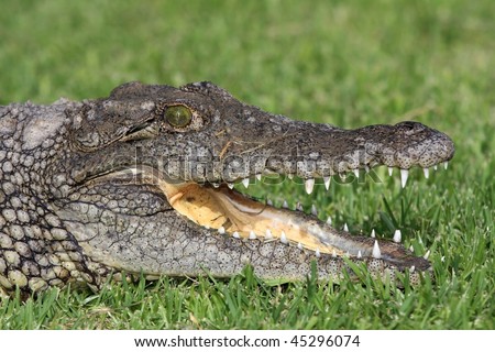Nile crocodile with open mouth showing it\'s fearsome teeth