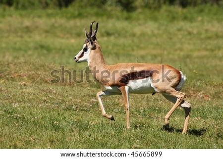 Male springbok antelope running across green grass