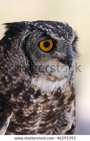 Portrait of a Spotted Eagle Owl with large yellow eyes