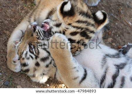 cute tiger cubs playing. cute young tiger cubs play