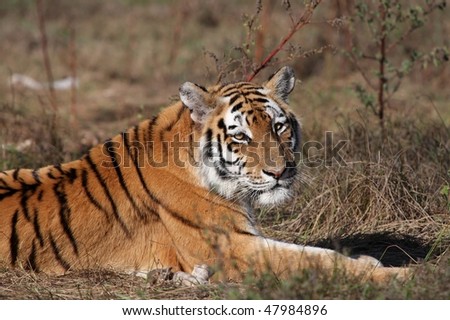 Magnificent tiger laying down and resting