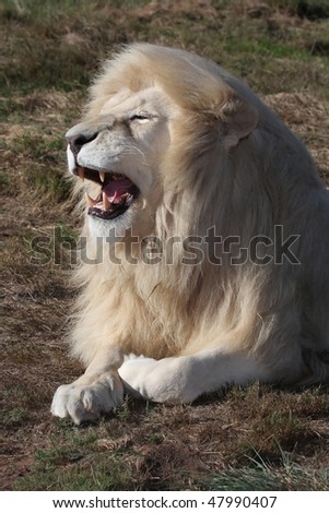 Huge male white lion with a big shaggy mane and open mouth
