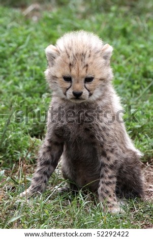 Cheetah cub sitting on grass