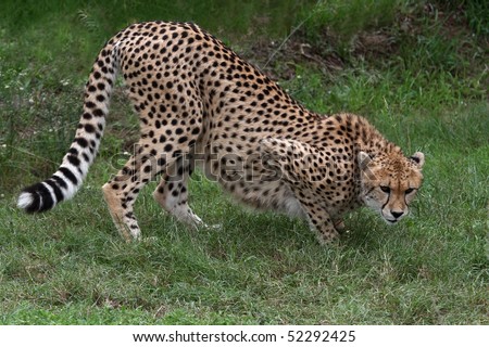 Stalking cheetah big cat with beautiful spotted fur