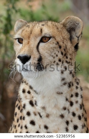 Portrait of a majestic cheetah wild cat