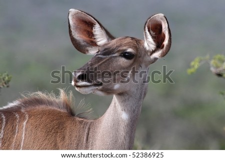 Beautiful kudu ewe antelope with huge ears