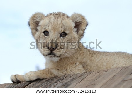 Cute little lion cub with big round eyes