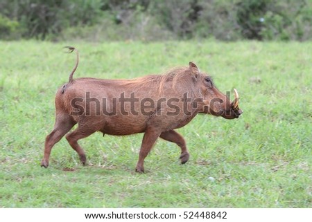 Running scared warthog with typical erect tail