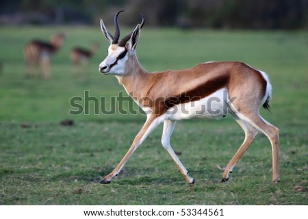 Male springbok antelope running across an open plain with green grass