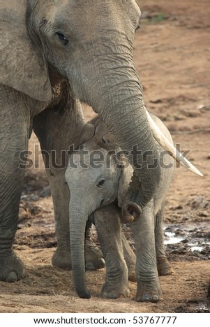 Baby African elephant standing under it\'s mothers trunk
