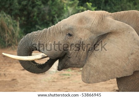 Large African elephant bull drinking water