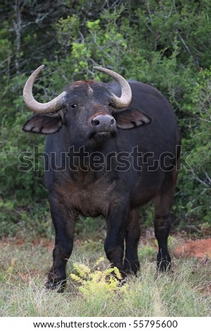 Large Cape buffalo with aggressive look and wet nose