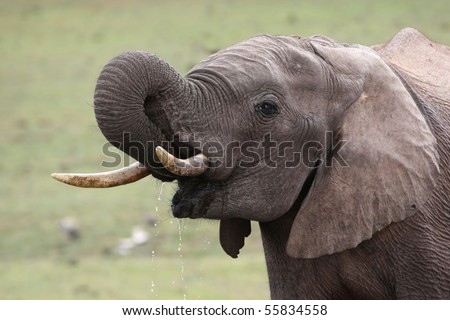 African elephant with trunk in mouth drinking water