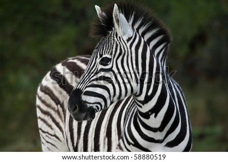 Plains zebra with black and white stripes in the African bush
